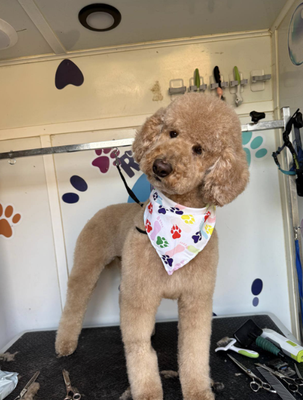 Puppy’s First Groom (For Puppies Under 6 Months) - Set your puppy up for a lifetime of great grooming experiences! This gentle, “puppy’s first groom” service is specially designed for our youngest clients, ensuring a positive introduction and building trust for the future.

Services Offered:
🐶 Gentle hydro bath & blow dry
🐶 Light brushing
🐶 Face, paw, & sanitary trim
🐶 Nail trim
🐶 Ear cleaning
🐶 Positive, fun introduction to grooming

Why Choose Us? We know how important first impressions are! With our expertise and calm approach, your puppy is gently introduced to the sights, sounds, and sensations of grooming. We focus on patience and praise, turning a first groom into a happy milestone. We’re happy to serve you in either English or Spanish.

Give your puppy the best start! Book their first grooming experience with us today! (Se habla español.)