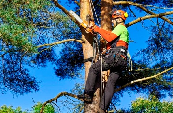 Great Tree Service at Great Prices. All Over Chicagoland. Since 2007 - Working in the tree service business requires people willing to work hard. Both physically and mentally. Day after day. Good help isn’t always easy to come by. Fortunately, we’ve been able to amass what we think is an all-star team of top tree professionals in the Chicagoland area.
Led by a certified arborist, we don’t think you’ll find another company in the Chicagoland area who will work as hard to meet your needs, in any industry.