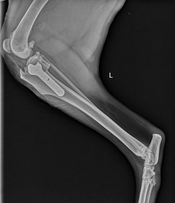 TPLO (Cranial Cruciate Ligament Injury Repair) - TPLO stands for Tibial Plateau Leveling Osteotomy, and it's a surgical procedure that treats cranial cruciate ligament (CCL) injury in dogs. CCL injuries are a common cause of pelvic limb lameness in dogs. The TPLO procedure changes the angle between the shin bone and the thigh bone, and it helps dogs regain mobility in their knees without relying on the damaged ligament for stability.
Dr Natt has been doing TPLO’s since 2005 and also has experience with CBLO’s, TTA and MMP surgeries which are other surgical techniques to help stabilize the knee to regain mobility. TPLO (Cranial Cruciate Ligament Injury Repair) - TPLO stands for Tibial Plateau Leveling Osteotomy, and it's a surgical procedure that treats cranial cruciate ligament (CCL) injury in dogs. CCL injuries are a common cause of pelvic limb lameness in dogs. The TPLO procedure changes the angle between the shin bone and the thigh bone, and it helps dogs regain mobility in their knees without relying on the damaged ligament for stability.
Dr Natt has been doing TPLO’s since 2005 and also has experience with CBLO’s, TTA and MMP surgeries which are other surgical techniques to help stabilize the knee to regain mobility.