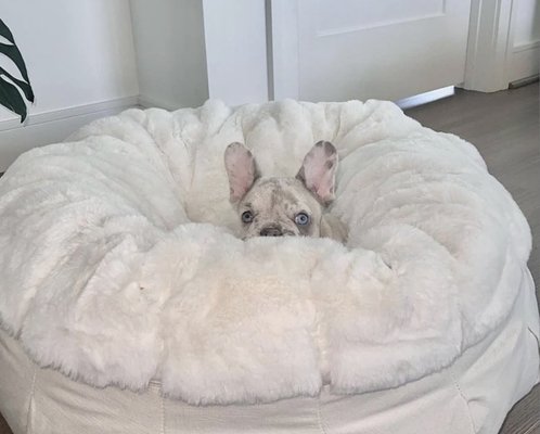 Pet sitting - Rest assured your pets are having a nice stay with us. Live updates with pictures and videos of your pet. FaceTime calls whenever you like.