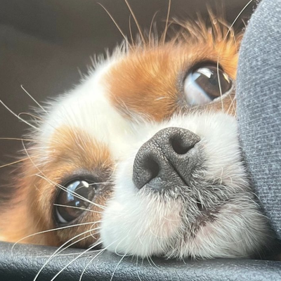 CAVAPOOS - CAVAPOOS
50% Cavalier King CS. / 50% Poodle
Hyperallergic
WEIGHT ESTIMATE ( 15-25LBS) MAY VARY
WAVY / CURLY
VET APPOINTMENT INCLUDES:
FIRST PHYSICAL
FIRST SHOTS WEEKS 4-6
SECOND SHOTS WEEKS 8-10
DEWORMING PROCESS
6 MONTH PUPPY WARRANTY
