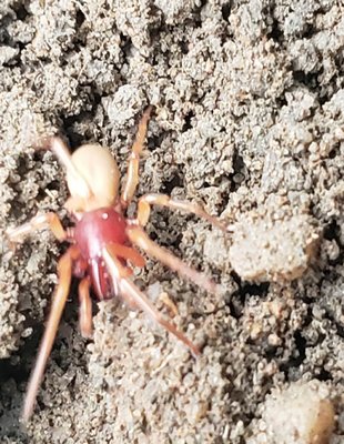 Spider eat bugs. - In the process of termites extermination we found out we had another pest to deal with that was sharing the same areas of the soil that termites was foraging through. For our customer it was a buy one get one free situation. Spider eat bugs. - In the process of termites extermination we found out we had another pest to deal with that was sharing the same areas of the soil that termites was foraging through. For our customer it was a buy one get one free situation.