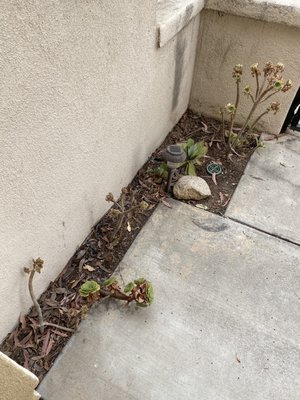 Mulch and new plants - Small project, remove old plants and installation of new mulch and plants