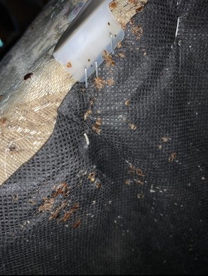 Bedbugs - Bedbugs in a box spring￼