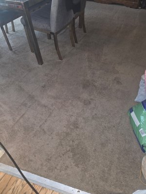 Deep carpet cleaning - Carpet Cleaning a second time. 
They are potty trained a small dog, so we had to come back and clean again.