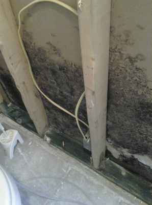 Mold pictures - We have 40 years of experience and founded our business in 2011"We Keep Arkansas Breathing Easy." For your peace of mind, we are an honest business that is fully licensed and insured. Mold pictures - We have 40 years of experience and founded our business in 2011"We Keep Arkansas Breathing Easy." For your peace of mind, we are an honest business that is fully licensed and insured.