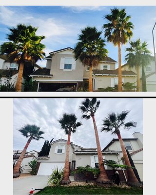 Tree trimming services - Here are some before and after tree trimming jobs we have completed. We trim any type of tree residential and comercial Tree trimming services - Here are some before and after tree trimming jobs we have completed. We trim any type of tree residential and comercial