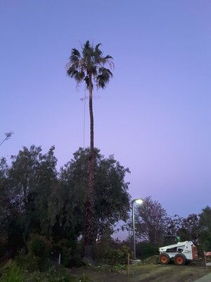Complete Tree Services - Our expert team handles all your tree care needs with precision and professionalism. Pruning, Removal, and Installation. Complete Tree Services - Our expert team handles all your tree care needs with precision and professionalism. Pruning, Removal, and Installation.
