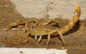 #1 NV Biz-Weeds and Pests will B GONE - How can you free your house from the menace of mice and rats?
5 vital questions to ask before hiring a pest control service
Four simple yet convenient ways to control the chaotic crickets
Some Effective Tips To Get Rid Of Spiders In Your House
Reasons Why You Need To Hire Pest Control Professionals
Providing customer satisfaction is our ultimate goal. We guarantee if you see any live pest activity in between scheduled visits we will return to re-treat the problem area at no charge, usually within 24 hours. As your top-rated pest control company in Las Vegas, North Las Vegas, Henderson, Pahrump, Boulder City, and Clark County, we are confident you would enjoy having us protect your home or business. Call for a free quote today. #1 NV Biz-Weeds and Pests will B GONE - How can you free your house from the menace of mice and rats?
5 vital questions to ask before hiring a pest control service
Four simple yet convenient ways to control the chaotic crickets
Some Effective Tips To Get Rid Of Spiders In Your House
Reasons Why You Need To Hire Pest Control Professionals
Providing customer satisfaction is our ultimate goal. We guarantee if you see any live pest activity in between scheduled visits we will return to re-treat the problem area at no charge, usually within 24 hours. As your top-rated pest control company in Las Vegas, North Las Vegas, Henderson, Pahrump, Boulder City, and Clark County, we are confident you would enjoy having us protect your home or business. Call for a free quote today.