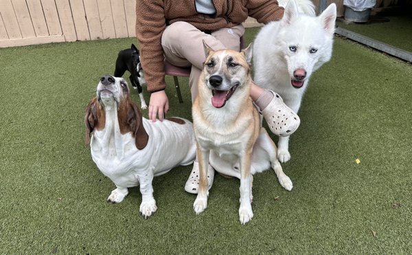 Big Dogs - Come join us for fun times and play at Camp K-9 Resort! See what your pup is missing out on!!