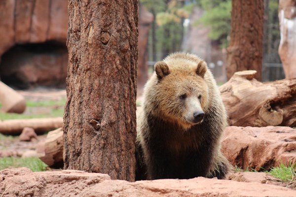 Bearizona - We took our little girl to Bearizona in Northern Arizona in September 2021! It was so beautiful that day and the animal were all ready to play!