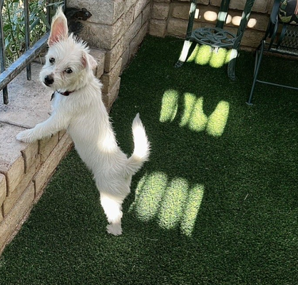 Dog & Pet Runs - Dog owners want the best for their pets and that includes a lush, green dog lawn where they can enjoy their time outdoors. Owners also want to have and maintain a lawn that is attractive and doesn’t require a lot of care. Like many others, you might think that natural grass is the best choice for your pet. However, there are numerous advantages to using our fake turf for dogs and dog owners alike. The main one being our Pet Turf has 100% flow through backing. This is important because most turfs have drainage holes punched into the backing and any urine must find those holes to drain through. Our Pet Turf backing does not, any urine goes through the turf at the point it enters it.

With our premium synthetic turf, you never have to worry about the unsightly brown spots that pet urine can leave behind. Our synthetic grass can’t be stained or damaged. In addition, we offer a Envirofill as an infill that helps in reducing odor. A synthetic dog lawn is also a healthier choice for your best friend since it reduces exposure to the allergens that can hurt your dog and the insects that can spread disease. If the only thing stopping you from installing synthetic turf is the concern for your pet’s well-being, you can relax! Not only is our artificial grass safe for dogs, it is a better one than real grass that holds more potential hazards for them. Our products are used by animal hospitals and kennels as well as by home owners who want to provide their pets with the best dog lawn in Phoenix!