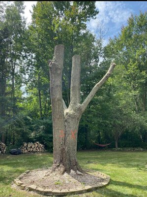 Multiple Tree removals - This was a project where multiple trees were removed along with some bushes. We do this with 20 years Experience, Affordably, and Reliably. Big or small we can handle it all, plus haul it all away, or we split the wood into logs. Multiple Tree removals - This was a project where multiple trees were removed along with some bushes. We do this with 20 years Experience, Affordably, and Reliably. Big or small we can handle it all, plus haul it all away, or we split the wood into logs.