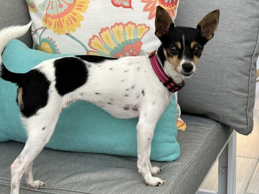 Lola’s Transformation: From Energetic Pup to Well-Mannered - This project highlights Lola, a 3.5-year-old Chihuahua mix, as she embarks on her training journey. With a focus on impulse control, basic obedience, leash manners, and socialization, we’re guiding Lola towards becoming a confident and well-behaved companion. Through consistent training and by empowering her family with the right tools, Lola is learning to manage her energy and thrive in various environments. Stay tuned as we document her progress and celebrate each milestone on her path to success! Lola’s Transformation: From Energetic Pup to Well-Mannered - This project highlights Lola, a 3.5-year-old Chihuahua mix, as she embarks on her training journey. With a focus on impulse control, basic obedience, leash manners, and socialization, we’re guiding Lola towards becoming a confident and well-behaved companion. Through consistent training and by empowering her family with the right tools, Lola is learning to manage her energy and thrive in various environments. Stay tuned as we document her progress and celebrate each milestone on her path to success!