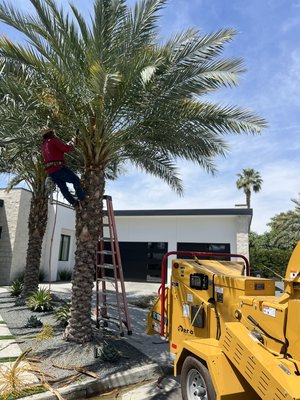 Palms and trees service - At Ramirez Landscaping, we offer expert palm tree services tailored to enhance the beauty and functionality of your outdoor space. Our skilled team provides comprehensive care, including trimming, pruning, removal, and maintenance, ensuring your palm trees thrive and remain healthy year-round. Whether you need routine upkeep or emergency assistance, count on Ramirez Landscape to deliver exceptional results and elevate the aesthetic appeal of your property with our dedicated palm tree services.