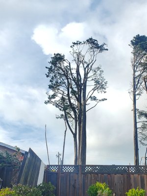 trimming  and removals - Palm tree trimming  and big trees removals