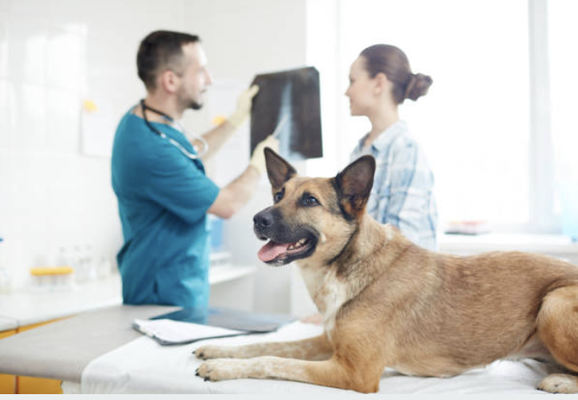 Pet Radiology and Ultrasound - Radiographs, or X-rays, use electromagnetic radiation directed towards the body to highlight objects within. They can detect abnormalities including skeletal fractures, soft tissue damage, foreign bodies, and dental disease.
Orthopedic radiographs and contrast studies require the patient remain completely still to work correctly, necessitating sedation in most cases. Some specialized procedures may require anesthesia. The duration of sedation or anesthesia is usually short and patient recovery is swift.
Ultrasound
Ultrasound is a powerful diagnostic tool that creates a real-time image of an animal’s body. This composite reveals important information about internal processes including the circulatory, skeletal and gastrointestinal systems.
An ultrasound works by broadcasting high-frequency sound waves that reflect off your pet’s internal structures. A small probe held against the skin collects the returning signals to create an image of the internal body, commonly used to examine abdominal organs like the stomach, kidneys, liver, spleen and gallbladder. An ultrasound of the heart, known as an echocardiogram, provides precise information about heart valves, blood flow, chamber size, and contractions.
If you think your pet could benefit from these services, give us a call at 408-956-8061 today! Pet Radiology and Ultrasound - Radiographs, or X-rays, use electromagnetic radiation directed towards the body to highlight objects within. They can detect abnormalities including skeletal fractures, soft tissue damage, foreign bodies, and dental disease.
Orthopedic radiographs and contrast studies require the patient remain completely still to work correctly, necessitating sedation in most cases. Some specialized procedures may require anesthesia. The duration of sedation or anesthesia is usually short and patient recovery is swift.
Ultrasound
Ultrasound is a powerful diagnostic tool that creates a real-time image of an animal’s body. This composite reveals important information about internal processes including the circulatory, skeletal and gastrointestinal systems.
An ultrasound works by broadcasting high-frequency sound waves that reflect off your pet’s internal structures. A small probe held against the skin collects the returning signals to create an image of the internal body, commonly used to examine abdominal organs like the stomach, kidneys, liver, spleen and gallbladder. An ultrasound of the heart, known as an echocardiogram, provides precise information about heart valves, blood flow, chamber size, and contractions.
If you think your pet could benefit from these services, give us a call at 408-956-8061 today!