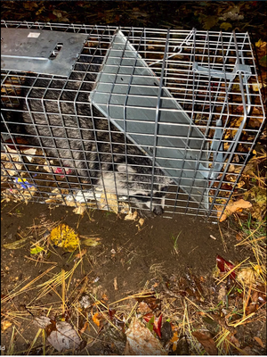 Rodents, Termites and Bed Bug Removal - Locally owned business, we specialize in bed bug removal, ants, roaches, wasps, mice and termites. Free inspections and estimates with an 25$ off first service, or 1st time service. We guarantee pest removal. Book your service today. 301-778-8512.