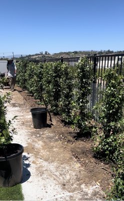 Star Jasmine for hedge - **Creating Privacy with a Beautiful Touch of Nature**
As homeowners, we wanted to enhance the privacy of our property while still enjoying the beauty of flowers. PB Nursery exceeded our expectations! Mari and Mario helped us select the perfect plants to create a natural barrier, adding both privacy and a vibrant, floral ambiance to our home. The entire process was seamless, from choosing the right plants to the installation. We couldn’t be happier with the results! Star Jasmine for hedge - **Creating Privacy with a Beautiful Touch of Nature**
As homeowners, we wanted to enhance the privacy of our property while still enjoying the beauty of flowers. PB Nursery exceeded our expectations! Mari and Mario helped us select the perfect plants to create a natural barrier, adding both privacy and a vibrant, floral ambiance to our home. The entire process was seamless, from choosing the right plants to the installation. We couldn’t be happier with the results!
