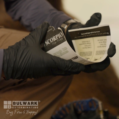 Your scorpion experts! - For over 25 years, Bulwark has been tackling scorpions head-on. These elusive creatures blend in with their surroundings, hide in underground nests, and hunt at night. While not all scorpions are deadly, their painful stings can be a major concern for children, seniors, and pets.The best way to protect your home from scorpions is to prevent them from moving in. At Bulwark Exterminating, our expert service professionals treat your property and target specific nesting locations to ensure they’re gone. Scorpion Control Tailored to Your Property, Preventative, Proactive Treatment Plans: Backed by Academic Research, Environmentally-Friendly Products: Less Toxic than Toothpaste, Highly-Skilled, Fully-Trained Service Professionals: Putting Your Needs FirstTrust Bulwark to keep your home safe and scorpion-free. Your scorpion experts! - For over 25 years, Bulwark has been tackling scorpions head-on. These elusive creatures blend in with their surroundings, hide in underground nests, and hunt at night. While not all scorpions are deadly, their painful stings can be a major concern for children, seniors, and pets.The best way to protect your home from scorpions is to prevent them from moving in. At Bulwark Exterminating, our expert service professionals treat your property and target specific nesting locations to ensure they’re gone. Scorpion Control Tailored to Your Property, Preventative, Proactive Treatment Plans: Backed by Academic Research, Environmentally-Friendly Products: Less Toxic than Toothpaste, Highly-Skilled, Fully-Trained Service Professionals: Putting Your Needs FirstTrust Bulwark to keep your home safe and scorpion-free.