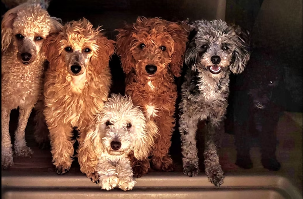 Aussiedoodles - At High Desert Companions, our Aussiedoodle program is built on the same core principles that define ethical, purposeful purebred dog breeding. Every dog breed recognized today—no matter how established—originated from mixed-breed ancestry. What transformed those early pairings into today’s beloved breeds was generations of thoughtful refinement by breeders who recognized unique qualities and intentionally preserved them. Over time, they developed consistent traits, reliable temperaments, and stable gene pools that formed the foundation of modern purebreds.
We approach the Aussiedoodle with this same mindset.
With a deep love for both the Poodle and the Australian Shepherd, our goal is to preserve and enhance the most exceptional qualities of each breed—combining them into a new, reliable, and health-conscious bloodline. Our vision is not to produce random litters of doodles, but rather to intentionally craft a line of Aussiedoodles that are pedigreed and reflects predictability, health, and purpose.
This is a process that takes time, generations, and great care. It requires commitment to extensive health and orthopedic testing, not only for individual breeding dogs, but across bloodlines, to track long-term stability and reduce inherited diseases. With today’s advancements in genetic science and orthopedic evaluation, we can do what breeders of the past could only dream of—we can track, measure, and breed away from harmful mutations and structural weaknesses, while selecting for the traits we value most.
We are doing more than just pairing two popular breeds. We are building a carefully curated gene pool—a strong foundation that reflects both health and beauty, temperament and function. This allows us to embrace the hybrid vigor that comes from crossing two distinct lines, while steadily refining and stabilizing our dogs across generations.
To guide our program, we have developed the High Desert Companions Aussiedoodle Breed Standard—our “true north.” This standard is more than an ideal; it’s a commitment to structure, health, temperament, and purpose. It outlines what we are striving for and gives us a consistent benchmark as we build a bloodline that is truly our own.
This commitment is what sets us apart from casual Doodle breeders. We are not here to chase trends—we are here to build something lasting. Through intentional, science-backed, ethical breeding, we believe we can develop a line of Aussiedoodles that offers the best of both worlds: the intelligence, trainability and hypoallergenic coat of the Poodle, combined with the drive, expressiveness, and coat patterns of the Australian Shepherd.
In essence, we aim to create exceptional companions—not through shortcuts or gimmicks, but through thoughtful, generational work rooted in love, science, and integrity.
Not Just a Doodle—A Bloodline in the Making. Aussiedoodles - At High Desert Companions, our Aussiedoodle program is built on the same core principles that define ethical, purposeful purebred dog breeding. Every dog breed recognized today—no matter how established—originated from mixed-breed ancestry. What transformed those early pairings into today’s beloved breeds was generations of thoughtful refinement by breeders who recognized unique qualities and intentionally preserved them. Over time, they developed consistent traits, reliable temperaments, and stable gene pools that formed the foundation of modern purebreds.
We approach the Aussiedoodle with this same mindset.
With a deep love for both the Poodle and the Australian Shepherd, our goal is to preserve and enhance the most exceptional qualities of each breed—combining them into a new, reliable, and health-conscious bloodline. Our vision is not to produce random litters of doodles, but rather to intentionally craft a line of Aussiedoodles that are pedigreed and reflects predictability, health, and purpose.
This is a process that takes time, generations, and great care. It requires commitment to extensive health and orthopedic testing, not only for individual breeding dogs, but across bloodlines, to track long-term stability and reduce inherited diseases. With today’s advancements in genetic science and orthopedic evaluation, we can do what breeders of the past could only dream of—we can track, measure, and breed away from harmful mutations and structural weaknesses, while selecting for the traits we value most.
We are doing more than just pairing two popular breeds. We are building a carefully curated gene pool—a strong foundation that reflects both health and beauty, temperament and function. This allows us to embrace the hybrid vigor that comes from crossing two distinct lines, while steadily refining and stabilizing our dogs across generations.
To guide our program, we have developed the High Desert Companions Aussiedoodle Breed Standard—our “true north.” This standard is more than an ideal; it’s a commitment to structure, health, temperament, and purpose. It outlines what we are striving for and gives us a consistent benchmark as we build a bloodline that is truly our own.
This commitment is what sets us apart from casual Doodle breeders. We are not here to chase trends—we are here to build something lasting. Through intentional, science-backed, ethical breeding, we believe we can develop a line of Aussiedoodles that offers the best of both worlds: the intelligence, trainability and hypoallergenic coat of the Poodle, combined with the drive, expressiveness, and coat patterns of the Australian Shepherd.
In essence, we aim to create exceptional companions—not through shortcuts or gimmicks, but through thoughtful, generational work rooted in love, science, and integrity.
Not Just a Doodle—A Bloodline in the Making.
