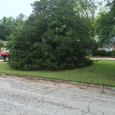 Tree Clean-up! - Beautiful Trim up! Tree Clean-up! - Beautiful Trim up!