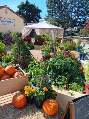 Annual Pumpkin Patch - Our annual Pumpkin Patch will kick off on Friday October 4th at our Willow Glen location. It will continue every Wednesday though Sunday, from 10am to 6 pm, ending on Thursday, October 31st.

Join us for games, refreshments, and Pumpkins!

Including:

Photo Prop Hay Bales

Archery

Eye-Ball Toss

Corn hole

Darts

Witch Hat Ring toss

Mummy Bowling in the day, Glow-in-the-dark bowling at night!