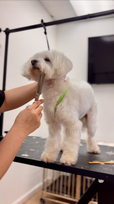 ANGEL THE MALTIPOO - Meet Angel, the Maltipoo who overcame neglect to find her true beauty. After 5 years without grooming, her nails were curled, and her coat matted. Initially, Angel showed signs of aggression, but we discovered it was just nervousness. With patience and care, we gave her multiple baths to reveal her stunning white coat. A gentle fluff, nail trim, and a cute round face cut later, Angel emerged, her eyes opened to the beauty of the world. From rejected to radiant, Angel now shines as the sweetest dog ever! 🐾💕 #AngelTheResilient #FromNeglectToBeauty #SweetAngel ANGEL THE MALTIPOO - Meet Angel, the Maltipoo who overcame neglect to find her true beauty. After 5 years without grooming, her nails were curled, and her coat matted. Initially, Angel showed signs of aggression, but we discovered it was just nervousness. With patience and care, we gave her multiple baths to reveal her stunning white coat. A gentle fluff, nail trim, and a cute round face cut later, Angel emerged, her eyes opened to the beauty of the world. From rejected to radiant, Angel now shines as the sweetest dog ever! 🐾💕 #AngelTheResilient #FromNeglectToBeauty #SweetAngel