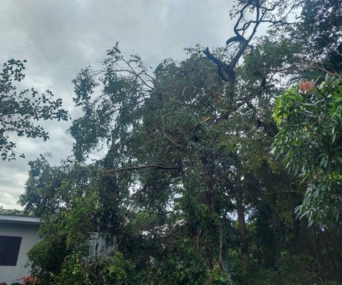 removal,cleaning of storm damage - this cleaning was done in Greensboro nc,on December 2023 removal,cleaning of storm damage - this cleaning was done in Greensboro nc,on December 2023