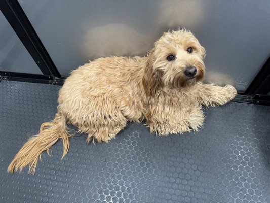 Remy Mini Golden Doodle - Mini Golden Doodle her name is Remy. She received a full groom. Owner requested a wavy hair style so she wasn’t the typical fluffy style after groom .
Came out great! Owner loved it ! Remy Mini Golden Doodle - Mini Golden Doodle her name is Remy. She received a full groom. Owner requested a wavy hair style so she wasn’t the typical fluffy style after groom .
Came out great! Owner loved it !