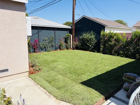 Synthetic turf removal, Sod install - We removed the synthetic turf lawn and installed a sprinkler system and St. Augustine sod.