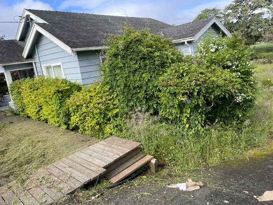Before and after - Yard clean up Before and after - Yard clean up