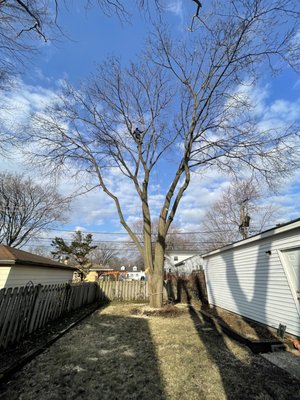 Large Maple Tree Removal - This Removal was done due to the fact that some of the limbs were hanging over power lines, some were over the garage causing safety issues and tree was splitting right down the middle. Customer originally wanted to Trimm the tree but with our recommendation they saw best to remove it before something bad could happen due to the splitting of the tree.
