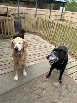 Seniors - Our Senior Side is a calm, cozy space designed just for our older pups who prefer a slower pace. Here, the day is all about gentle play, soft beds, sunshine naps, and plenty of love.