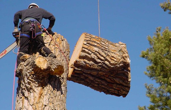 Tree Removal - Need a tree gone? Look no further! Our expert tree removal services are just a call away. Whether it's a hazardous tree threatening your property or you simply want to clear some space, we've got you covered. Our experienced team ensures safe and efficient removal, leaving your property clean and pristine. Don't let that tree cause any more worry – trust us to handle it with precision and care. Contact us today for a free estimate and reclaim your space! Tree Removal - Need a tree gone? Look no further! Our expert tree removal services are just a call away. Whether it's a hazardous tree threatening your property or you simply want to clear some space, we've got you covered. Our experienced team ensures safe and efficient removal, leaving your property clean and pristine. Don't let that tree cause any more worry – trust us to handle it with precision and care. Contact us today for a free estimate and reclaim your space!