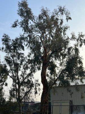 Tree Service - We do all about tree service Tree Service - We do all about tree service