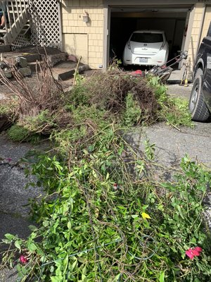 remove plants and shrubs and put garden soil - remove plants and shrubs and put garden soil remove plants and shrubs and put garden soil - remove plants and shrubs and put garden soil