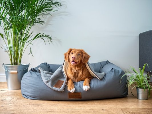 Certified Separation Anxiety Trainer - Separation anxiety is a phobia of being left alone. Separation anxiety will not go away over time, it will get worse. This can not only be stressful for the dog but can also be stressful for the humans. Do you feel guilty leaving your puppy alone? Is leaving a stress-inducing event? I can help! I am a certified separation anxiety trainer. Certified Separation Anxiety Trainer - Separation anxiety is a phobia of being left alone. Separation anxiety will not go away over time, it will get worse. This can not only be stressful for the dog but can also be stressful for the humans. Do you feel guilty leaving your puppy alone? Is leaving a stress-inducing event? I can help! I am a certified separation anxiety trainer.