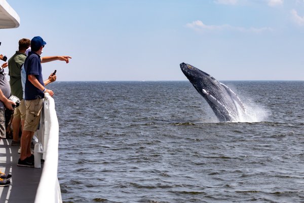 New York Whale & Dolphin Watching Adventure Cruises - Whale Watching Adventure Cruise