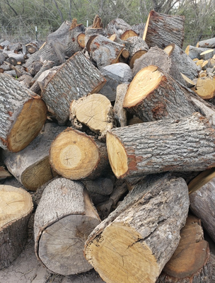 Tree Demolition - When you need a tree demolished, we are the safe and responsible choice. Tree demolition should be handled with the utmost care and respect, and we are the company that possesses these aspects in spades. All of our tree demo work is done without incident. We have an excellent record for safety. We take into careful consideration the lay of the land, the proximity of trees to structures, and the items that may be present on your McAllen, TX property to make sure your tree demolition goes smoothly.
We use powerful tools to do the job quickly and efficiently, and we have a fully trained tree demolition crew to back us up. We take tree demolition very seriously here at Sandoval Tree Trimming. You can rely on us to do the safest tree demolition work in McAllen, TX.
Here are some of the features of our tree demolition service:
• 15 Years of Experience—In our 15 years of experience, we have learned exactly what it takes to perform the safest tree demolitions.
• BBB Certified—Our company is a fully certified Better Business Bureau entity.
• Tree Specialists—We are certified arborists and tree specialists, and we apply our expertise to all of our services, including our tree demolition.
Talk to our helpful staff members about your tree demolition needs any time! Call or visit Sandoval Tree Trimming today! Tree Demolition - When you need a tree demolished, we are the safe and responsible choice. Tree demolition should be handled with the utmost care and respect, and we are the company that possesses these aspects in spades. All of our tree demo work is done without incident. We have an excellent record for safety. We take into careful consideration the lay of the land, the proximity of trees to structures, and the items that may be present on your McAllen, TX property to make sure your tree demolition goes smoothly.
We use powerful tools to do the job quickly and efficiently, and we have a fully trained tree demolition crew to back us up. We take tree demolition very seriously here at Sandoval Tree Trimming. You can rely on us to do the safest tree demolition work in McAllen, TX.
Here are some of the features of our tree demolition service:
• 15 Years of Experience—In our 15 years of experience, we have learned exactly what it takes to perform the safest tree demolitions.
• BBB Certified—Our company is a fully certified Better Business Bureau entity.
• Tree Specialists—We are certified arborists and tree specialists, and we apply our expertise to all of our services, including our tree demolition.
Talk to our helpful staff members about your tree demolition needs any time! Call or visit Sandoval Tree Trimming today!
