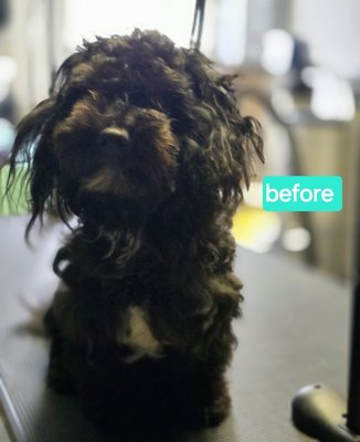 before & after - i believe its only right for the clients to have a say in how much they pay for grooming! So I let my clients choose what they think is a fair & affordable price for them! I am committed to making a difference in the sky-high pricing of grooming, I want to help as many furbabies & their pawents as possible! It has been laid on my heart to do my business this way by the Lord so that's what I'm goning to do! I give my all, my very best to each furbaby! I provide a stress-free, peaceful environment for them to enjoy their SPAWDAY!!
Every one of my grooms include nails trimming/grinding, teeth, shampoo&conditioner, ear cleaning, anal expression if needed, full blow-out dry, 15 mins brush, conditioning & deodorant spritz, bow/bandana & a fill head to toe muscle, joint massage for better circulation and joint health can also include a calming, destressing pressure point acupuncture..
I believe that no matter what is paid every baby should get the same love, respect, safety & quality with all the works included because Your best friend only deserves the best!!! before & after - i believe its only right for the clients to have a say in how much they pay for grooming! So I let my clients choose what they think is a fair & affordable price for them! I am committed to making a difference in the sky-high pricing of grooming, I want to help as many furbabies & their pawents as possible! It has been laid on my heart to do my business this way by the Lord so that's what I'm goning to do! I give my all, my very best to each furbaby! I provide a stress-free, peaceful environment for them to enjoy their SPAWDAY!!
Every one of my grooms include nails trimming/grinding, teeth, shampoo&conditioner, ear cleaning, anal expression if needed, full blow-out dry, 15 mins brush, conditioning & deodorant spritz, bow/bandana & a fill head to toe muscle, joint massage for better circulation and joint health can also include a calming, destressing pressure point acupuncture..
I believe that no matter what is paid every baby should get the same love, respect, safety & quality with all the works included because Your best friend only deserves the best!!!