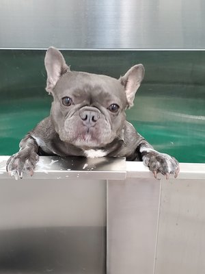 massage - choky gets spoiled with a special bath ,shampoo, conditioner, aromatherapy, and massage massage - choky gets spoiled with a special bath ,shampoo, conditioner, aromatherapy, and massage
