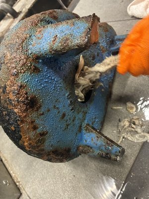 Pump Repair - Here you can see a commercial laundry area using a basin with 2 sewage ejector pumps. They are below grade and have to assist the laundry rooms discharge with ejector pumps due to the Main Sewer being over 10’ above.