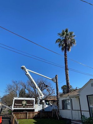 Fresh Palm Tree Head Cut - We don't care how Tall The Palm is, we will chop it down to size. We have the right tool for every Job!! Fresh Palm Tree Head Cut - We don't care how Tall The Palm is, we will chop it down to size. We have the right tool for every Job!!