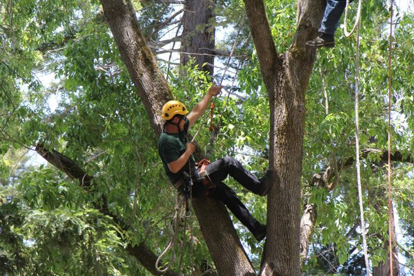 We specialize in Tree Trimming/Pruning - We specialize in Tree Trimming/Pruning. Please call us for an appointment today!