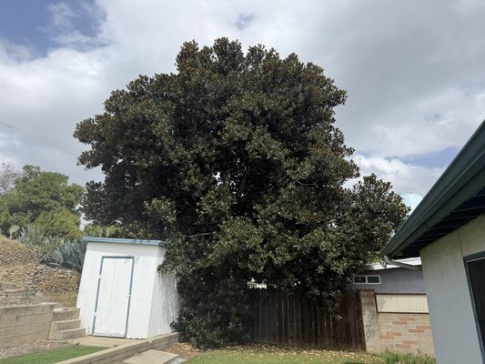 Ficus trim - Ficus tree trimming. Tree was over a tool shed and over the neighbor’s roof.  Electric and communications cables where going through the tree.