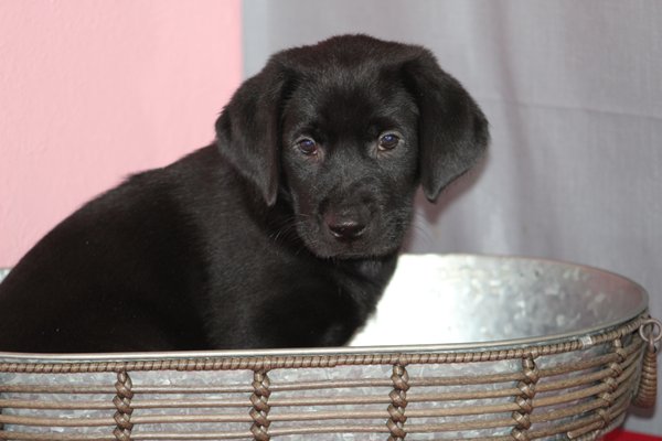 Black Male Labrador Puppy - Olive and Gage Repeat Breeding. Ready to go home 2/11/2021. This is a black male. Sweet, kind and birdy. Past litters testimonials on my website. www.loveslabradors.net Parents full health clearances including the DNA tests and for Copper Toxicosis that IS an epidemic with Labradors but my Labradors are cleared.
