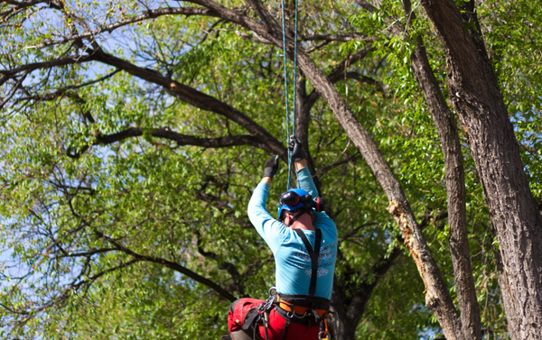 Tree Services - Tree Services & Brush Chipping Tree Services - Tree Services & Brush Chipping