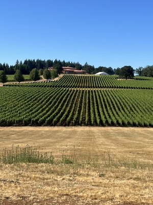 Wine Tours - This is the only way to tour wine country. Leave the driving to us. Go in total comfort and luxury. Reasonable rates. Wine Tours - This is the only way to tour wine country. Leave the driving to us. Go in total comfort and luxury. Reasonable rates.