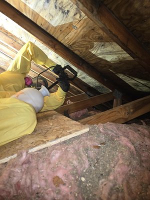 Attic Mold Remediation in Shoreview - Improperly installed kitchen range exhaust ducting led to significant attic mold issues. We set up floor protection and containment before HEPA vacuuming the roof decking, rafters, gable walls, and floor joists. Heavily affected surfaces received treatment with a mold removal solution, and ultra-low volume fogging was employed for antimicrobial application. A negative air machine and dehumidifier were used to ensure all materials were dried to industry standards. Attic Mold Remediation in Shoreview - Improperly installed kitchen range exhaust ducting led to significant attic mold issues. We set up floor protection and containment before HEPA vacuuming the roof decking, rafters, gable walls, and floor joists. Heavily affected surfaces received treatment with a mold removal solution, and ultra-low volume fogging was employed for antimicrobial application. A negative air machine and dehumidifier were used to ensure all materials were dried to industry standards.